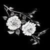 Choose from two sizes for this stylish black & white rose bath mat