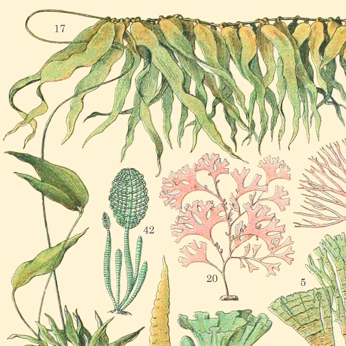 Vintage Printed Ocean Shower Curtain With Pink And Green Botanical Algae Illustrations - 72 x 72 Waterproof Fabric Bath Curtain With 12 Hooks Included - Image 6
